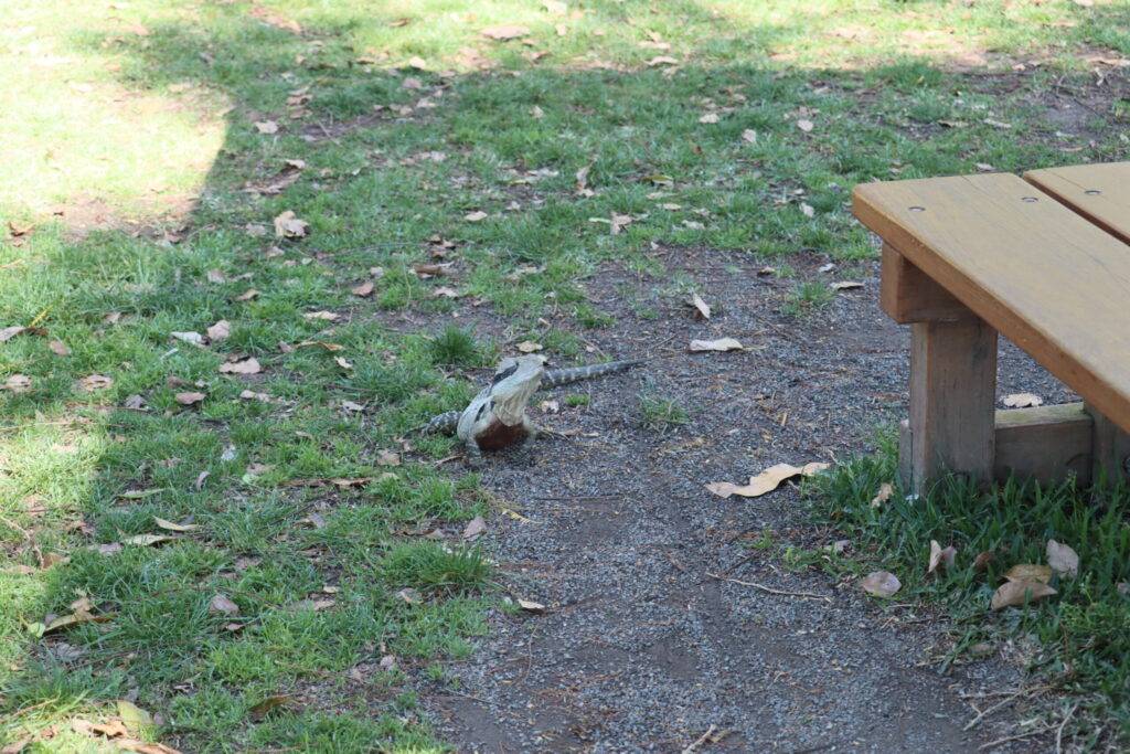 meet the locals the kids can even chase theem 