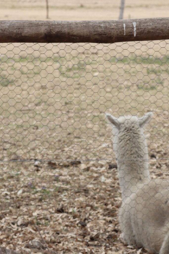 Sandy Creek pub got a range of farm animal and bird